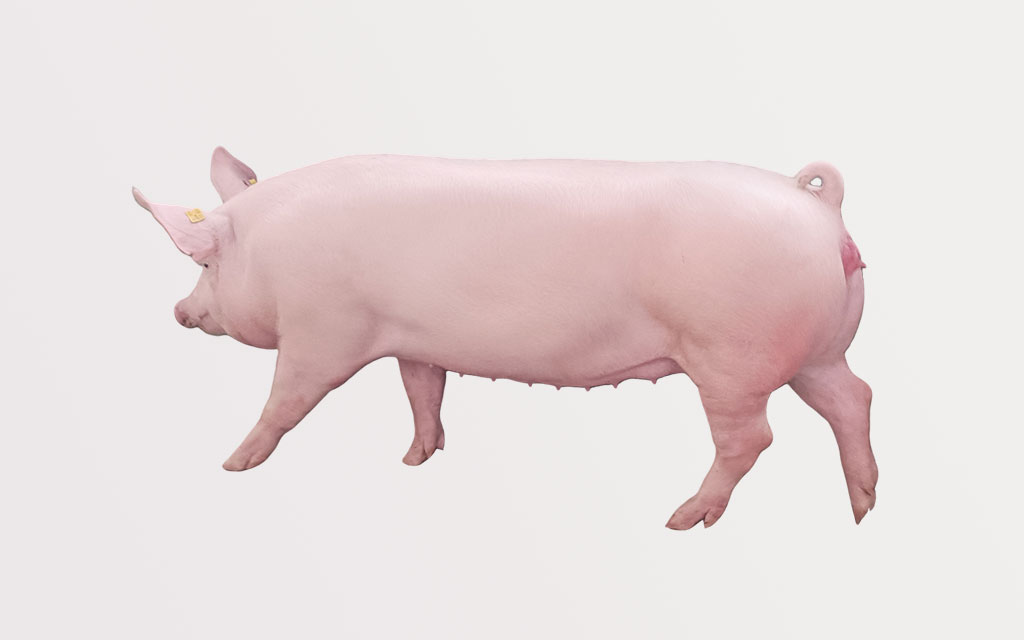 種母豬（大白、長(zhǎng)白）