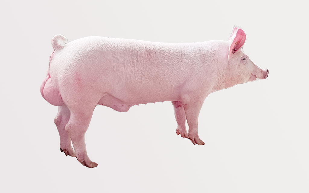 種母豬（大白、長(zhǎng)白）