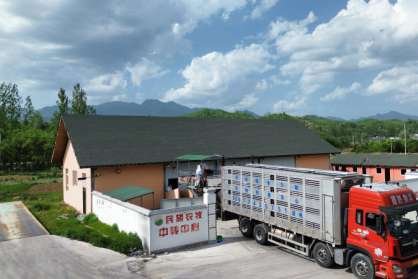 2041頭民望5A高端原種安全、順利完成客戶交付